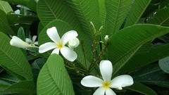 Natural indian Architecture