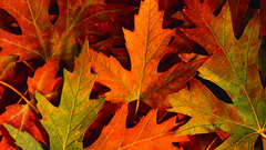 Natural landscape high nature