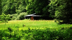 Nature abandoned building House