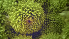 Nature abstract chrysanthemums