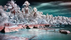 Nature abstract palm trees