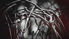 Nature abstract Wood monochrome