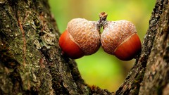 Nature Acorns macro depth