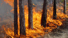 Nature action Wild fire
