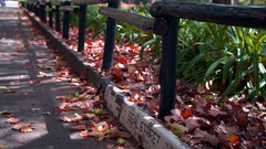 Nature Africa South Africa streets