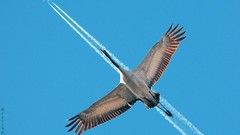 Nature Aircraft smoke Birds