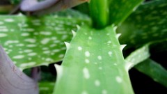 Nature Aloe vera