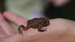 Nature amphibians