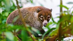 Nature Animals Aardvark