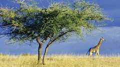 Nature Animals Africa