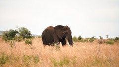 Nature Animals Africa elephants