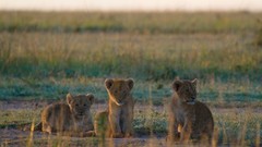 Nature Animals Africa Lions baby animals