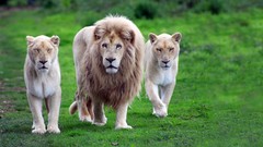 Nature Animals Africa Lions white lions