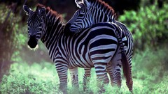 Nature Animals Africa zebras
