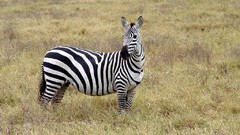 Nature Animals Africa zebras