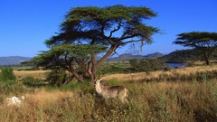 Nature Animals african