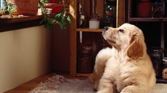 Nature Animals afternoon