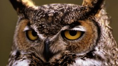 Nature Animals Alaska national park