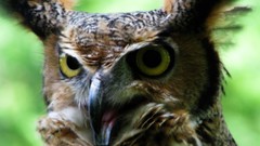 Nature Animals Albert Einstein