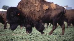 Nature Animals American bison