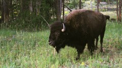 Nature Animals American yellowstone bison