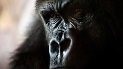 Nature Animals animal world gorillas