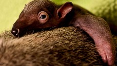 Nature Animals anteater baby