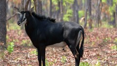 Nature Animals antelope Sable Antalope