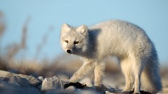 Nature Animals arctic fox foxes