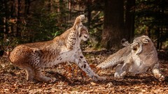 Nature Animals attack lynx forests
