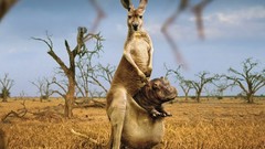 Nature Animals Australia kangaroos Force of Nature