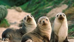 Nature Animals Australia Seals Beaches sandy