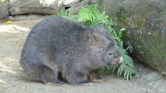 Nature Animals Australia wombat