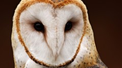 Nature Animals Australian Owls barn owl