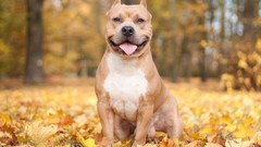 Nature Animals autumn Dogs