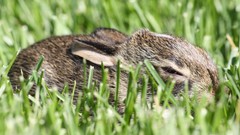 Nature Animals baby animals