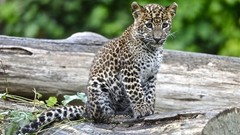 Nature Animals baby animals