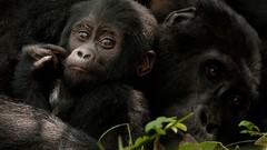 Nature Animals baby animals gorillas