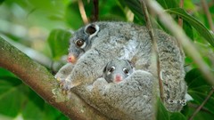 Nature Animals baby animals opossums