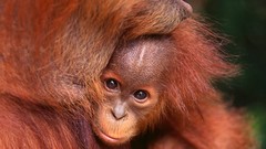 Nature Animals baby animals orangutans