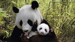 Nature Animals baby animals panda bears