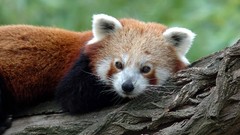 Nature Animals baby animals red pandas