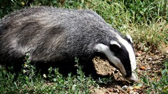 Nature Animals badgers