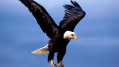 Nature Animals bald eagles