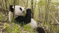 Nature Animals bamboo eating panda bears