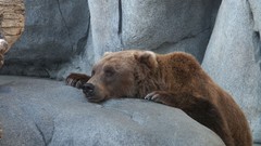 Nature Animals Bears