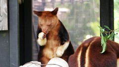 Nature Animals Bears