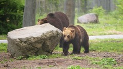 Nature Animals Bears