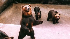 Nature Animals Bears