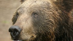 Nature Animals Bears